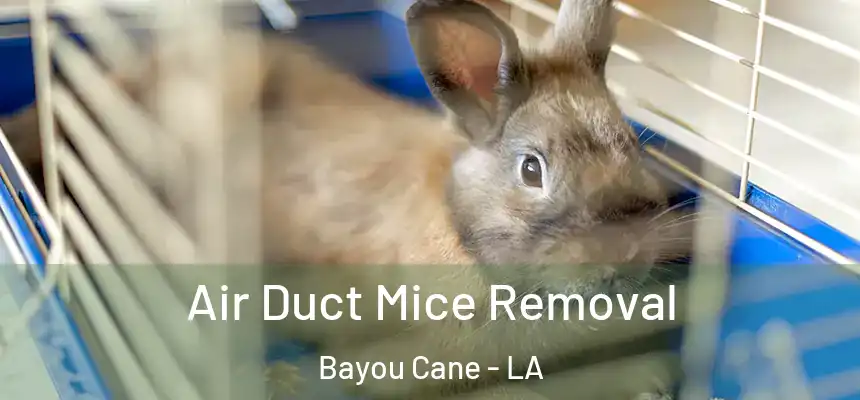 Air Duct Mice Removal Bayou Cane - LA