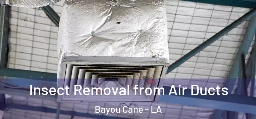 Insect Removal from Air Ducts Bayou Cane - LA